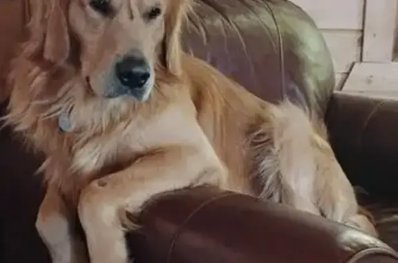 Lost Golden Retriever Near Deep Portage