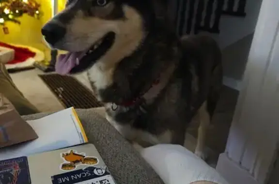 Lost Skittish Dog: Auburn, Blue Collar