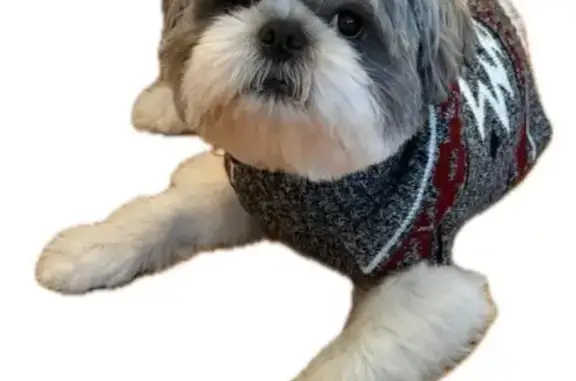 Missing dog , photo: Lost dog