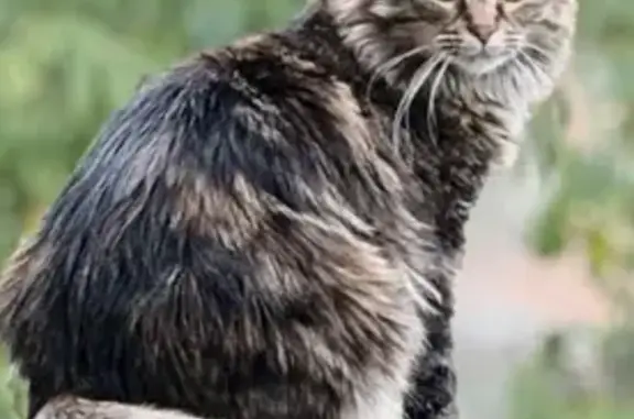 Missing cat Owensboro, photo: Lost Gray Cat: Lucy Missing in Owensboro