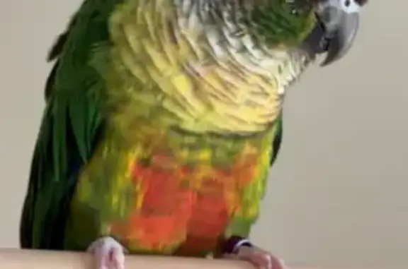 Help Find Birdie: Green Cheek Conure
