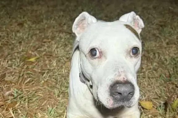 Lost Dog: Bella - White Pit Mix, GA