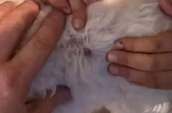 Found dog Phoenix, photo: Friendly Small White Dog Found in Phoenix