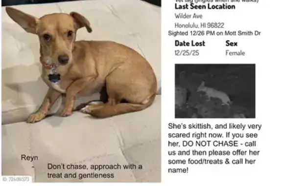 Lost Dog: Pink Collar, Timid, 11lbs - photo