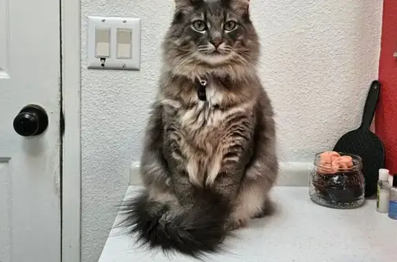 Lost: Fluffy Grey Cat Near Hwy 20 - photo