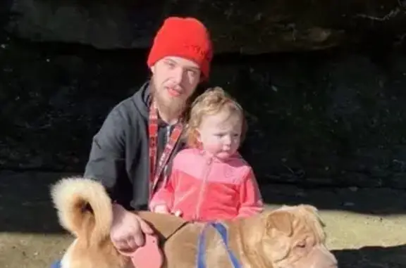 Lost Shar-Pei: Tan, Dark Collar, Akron - photo