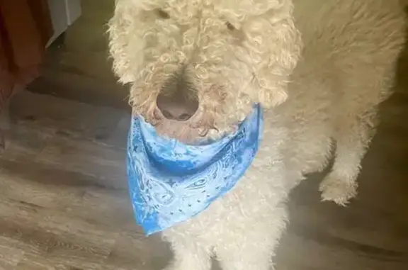 Help Find Rocket: Sweet Dog Missing - photo