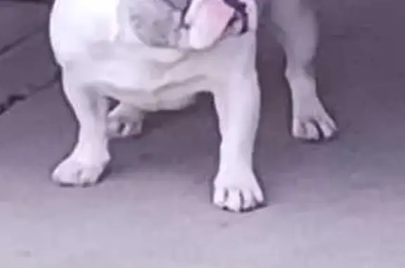 Found dog South Gate, photo: Found: White & Black Frenchie in South Gate