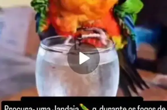 pássaro desaparecida