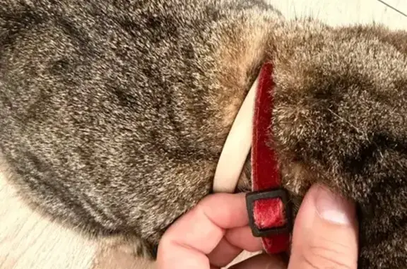 Found cat Bridgeport, photo: Found Cat: 2 Collars on Madison Ave