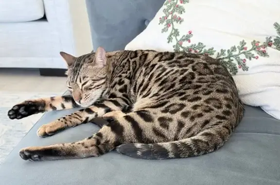 Missing cat Katy, photo: Lost Bengal Cat: Friendly & Smart in Katy