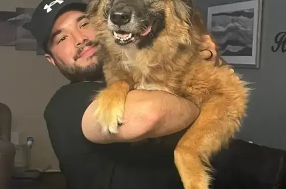 Lost Senior Dog on Gabbro Drive, Pflugerville