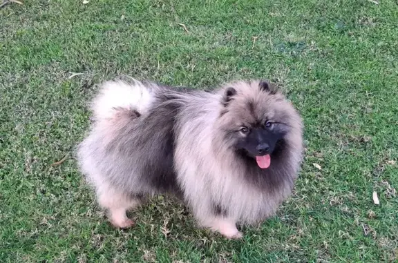 Lost: Shy Silver & Black Dog Archie