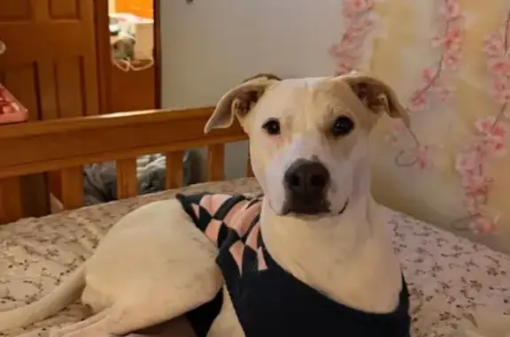 Lost Dog: Rosie in Dunn Corners