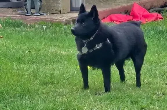 Lost Black Schipperke in Sumner Area