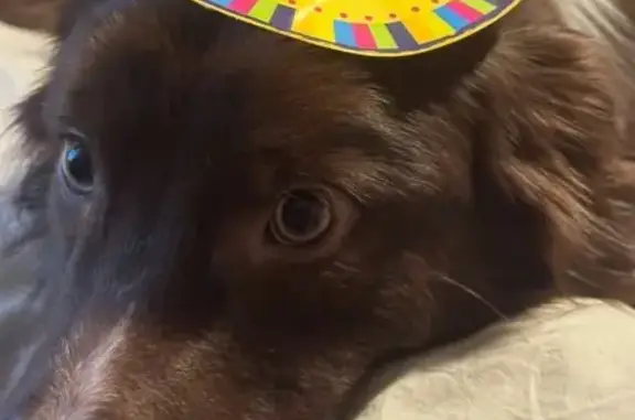 Help Find Luca: Fluffy Border Collie Lost