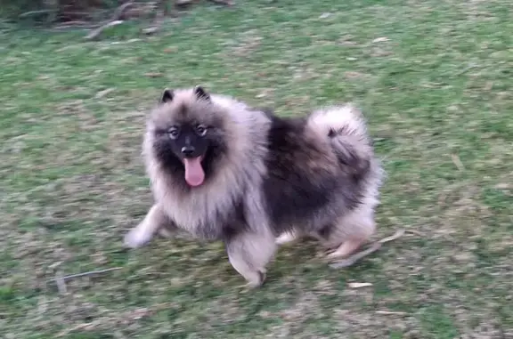 Help Find Pippa: Silver & Black Lost Dog