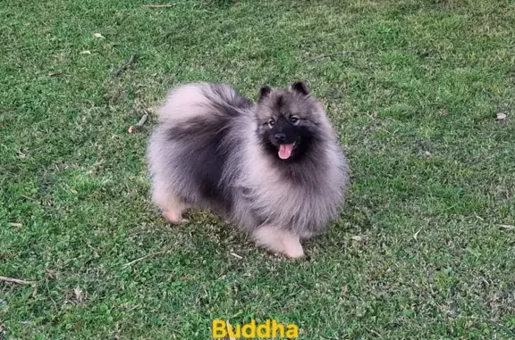 Lost Dog Buddha: Silver & Black, Friendly