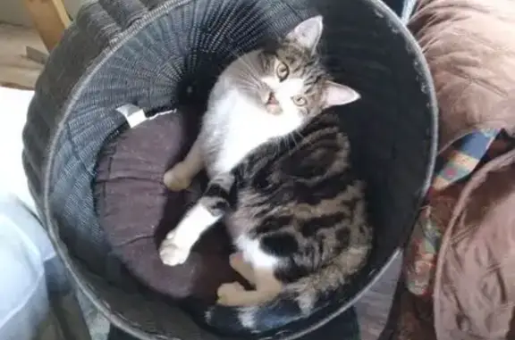 Missing cat Roanoke, photo: Lost Tabby: Smokes Missing in Roanoke