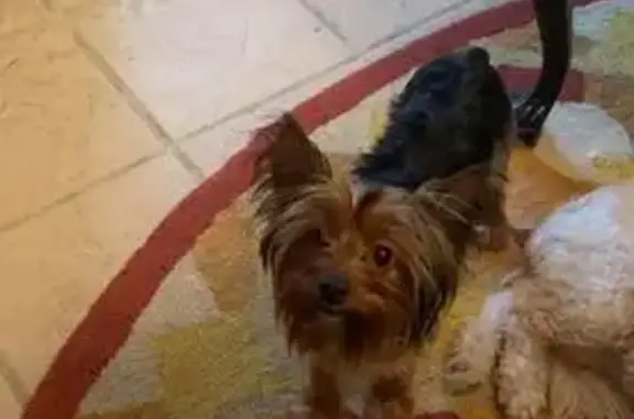 Lost Yorkie: Brown & Black, Neuens Rd