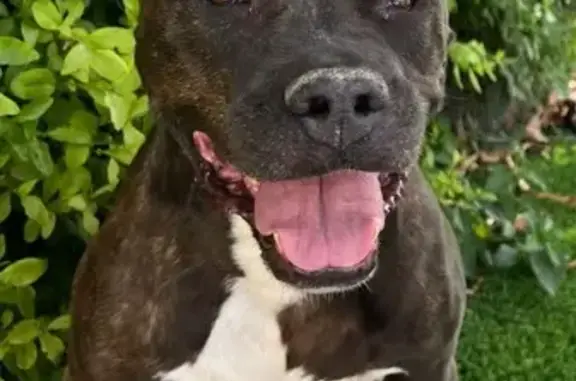 Animales perdidos , foto: Perra perdida: Tanga, asustada por petardos