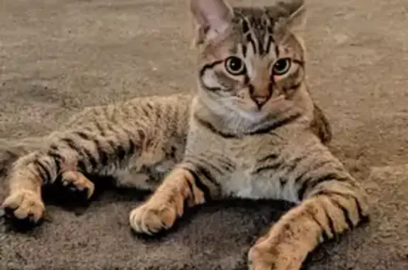 Lost Cat: Friendly & Chipped on Jim Hogg