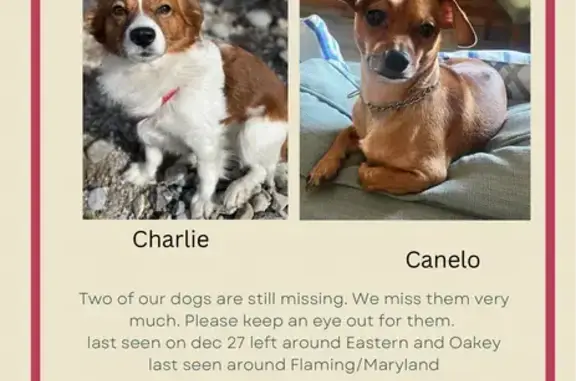 Missing dog Las Vegas, photo: Lost Brown Chihuahua Near Flamingo & Maryland