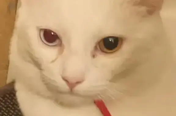 Lost pets , photo: Lost Khao Manee Cat: Unique Eyes, QLD