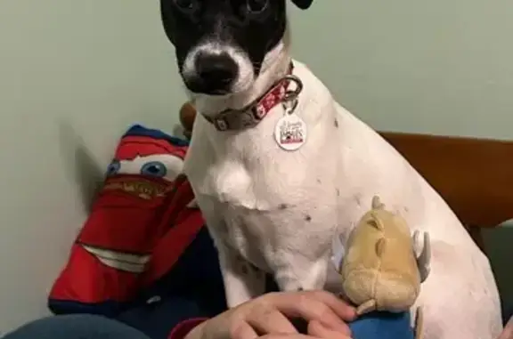 Lost Terrier Mix: Black & White, Red Collar