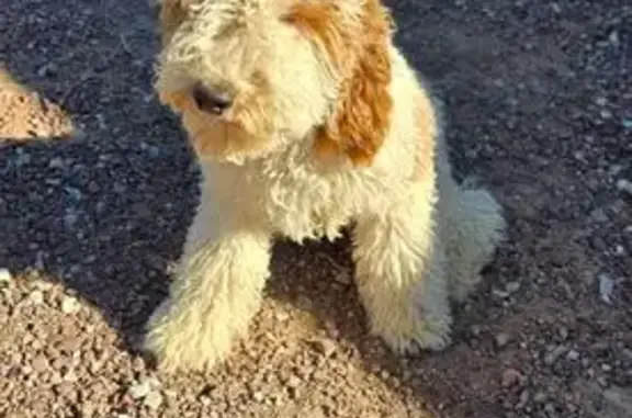 Lost Dog: Friendly Cream & Brown in Marana