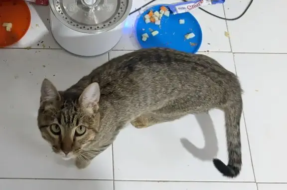 ¡Ayuda! Gata Pichu Perdida en...