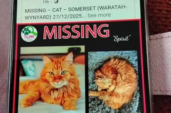 Lost Ginger Cat on Lyons St, Somerset