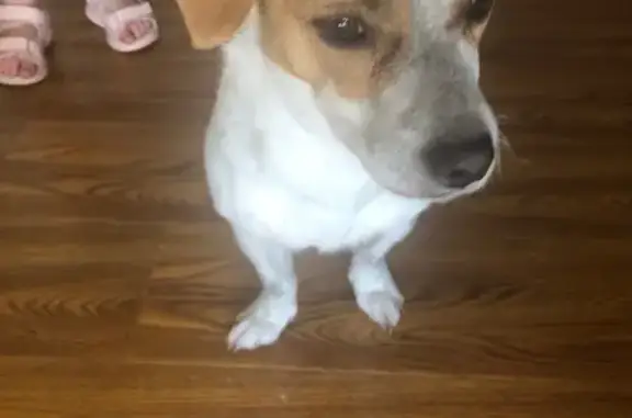 Lost White Dog Near Seaford Nepean Hwy