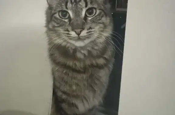 Lost Cat: Green Collar, Thick Tail Tip