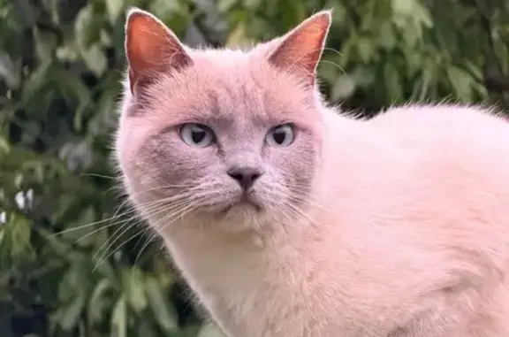 Missing cat Sydney, photo: Missing: Cream Burmese/Ragdoll Cat