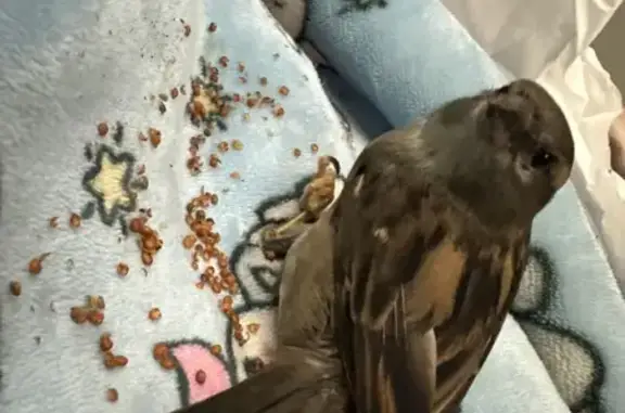 Lost pets Adelaide, photo: Lost Tame Bird Beep in Adelaide