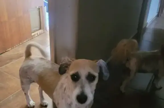 Lost Dog Found on Vos Street,...