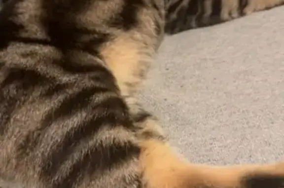 Animaux perdus Vouziers, photo: Chat perdu à Vouziers, blessé au cou