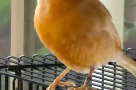 Lost Orange Canary: Belmont Area