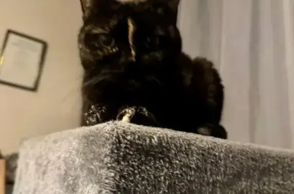 Missing cat , photo: Lost Black Tortoiseshell Cat in Bendigo