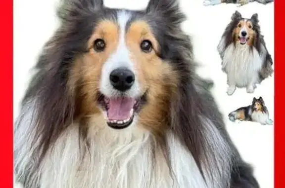 Found dog Dallas, photo: Found Sheltie in Dallas - Help Reunite!