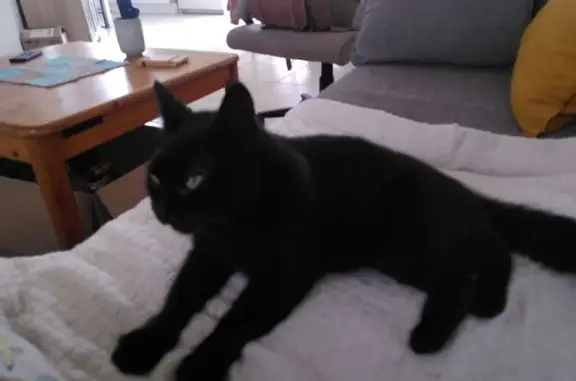 Chat perdu, Bourg-des-Comptes, photo: Chatte noire perdue, peau fragile, Bourg-des-Comptes