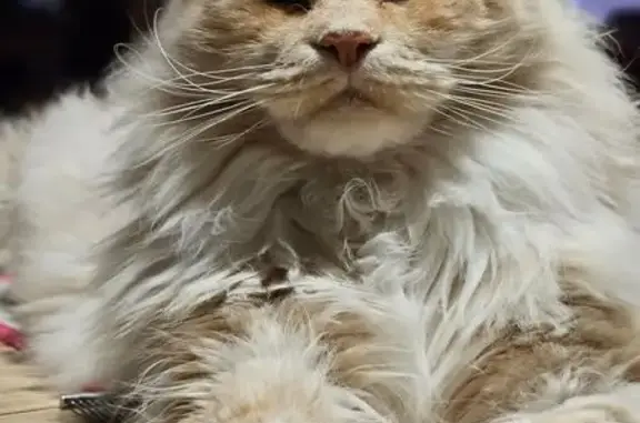Animaux perdus Foix, photo: Maine Coon beige perdu, pucé, Foix