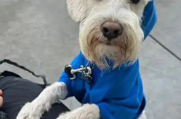 Lost White Schnauzer in Blue Sweater - photo