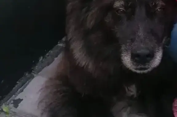 Зникла собака в Борисполі: допоможіть знайти!