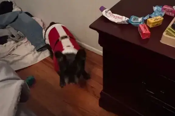 Missing dog San Gabriel, photo: Lost Dog: Pink Harness, Red Eye, San Gabriel