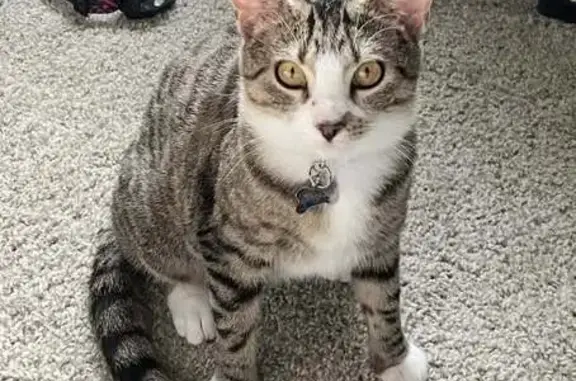 Missing cat St. Peters, photo: Lost Tabby Keeley: Help Bring Her Home!