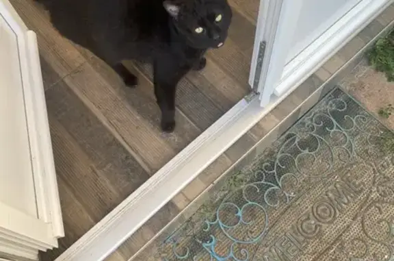 Chat trouvé , photo: Chat noir trouvé, jeune et affectueux