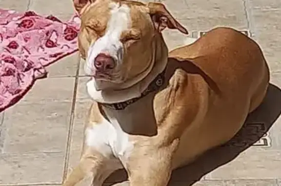Cachorro perdido Macho (brl002018) - photo