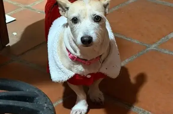 ¡Ayuda a encontrar a nuestra p...